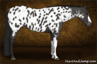 Horse Color:Gray Black Appaloosa