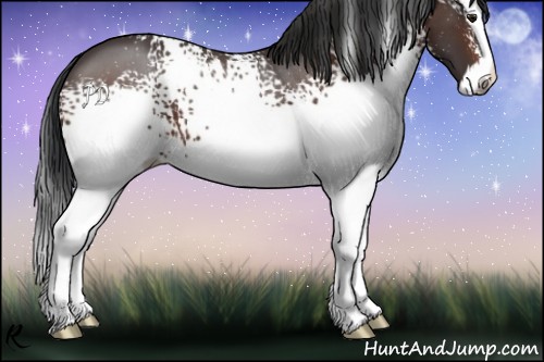 Horse Color:White Spotted Bay Splash