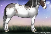Horse Color:White Spotted Bay Splash 