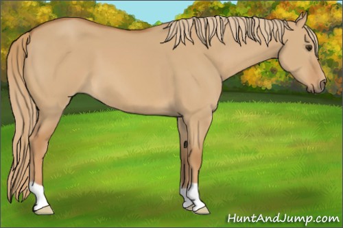 Horse Color:Red Dun