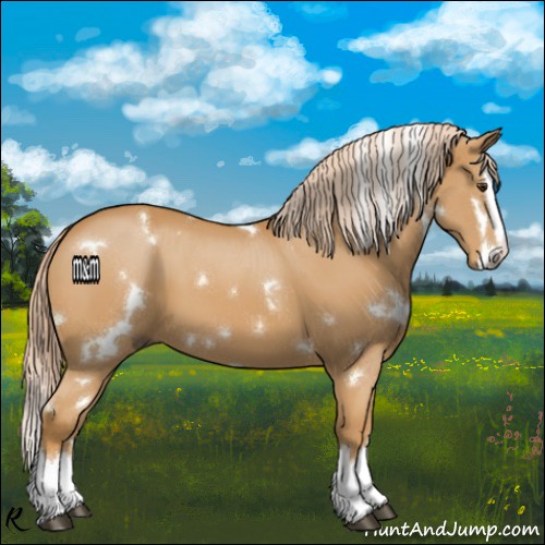 Horse Color:White Spotted Palomino Splash