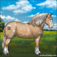 Horse Color:White Spotted Palomino Splash