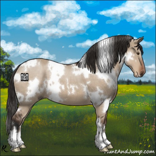 Horse Color:White Spotted Liver Red Dun 