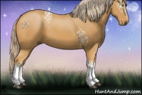 Horse Color:White Spotted Palomino