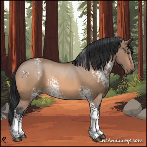 Horse Color:White Spotted Bay Dun