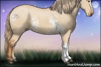 Horse Color:White Spotted Red Dun 