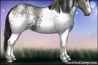 Horse Color:White Spotted Grullo