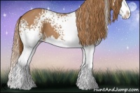 Horse Color:White Spotted Chestnut Splash 