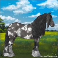 Horse Color:White Spotted Blue Roan 