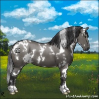 Horse Color:White Spotted Grullo
