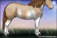 Horse Color:White Spotted Red Dun 