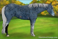 Horse Color:ERROR: UNKNOWN ANOMALY