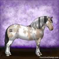 Horse Color:White Spotted Brown Dun