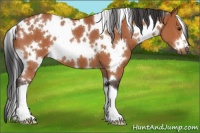 Horse Color:White Spotted Bay 