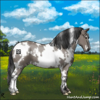 Horse Color:White Spotted Grullo