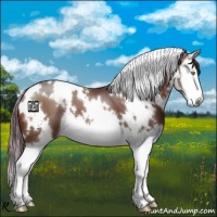 Horse Color:White Spotted Chocolate Brown Splash 