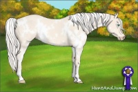 Horse Color:White Spotted Cremello 