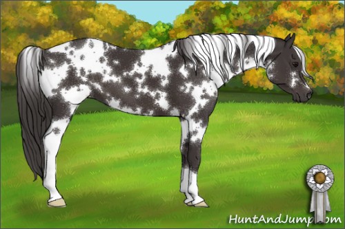 Horse Color:White Spotted Smoky Black