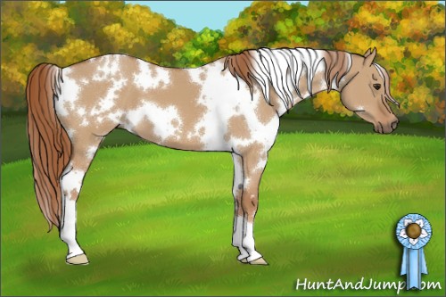 Horse Color:White Spotted Red Dun