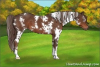 Horse Color:White Spotted Liver Chestnut 
