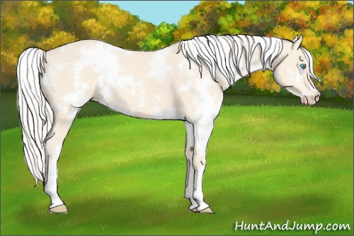Horse Color:White Spotted Cremello 