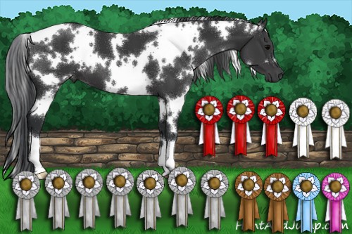 Horse Color:White Spotted Black