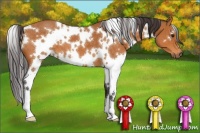Horse Color:White Spotted Buckskin