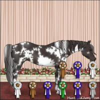 Horse Color:White Spotted Smoky Black