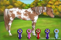 Horse Color:White Spotted Chestnut