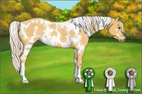 Horse Color:White Spotted Palomino 