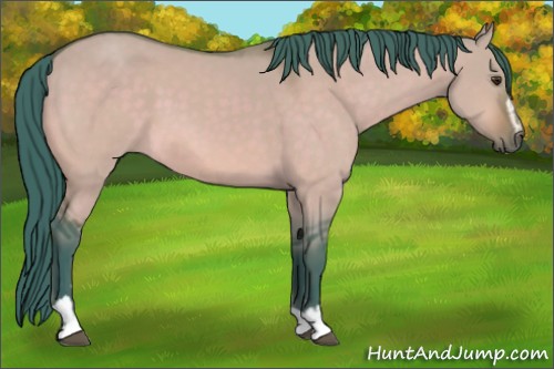 Horse Color:Watercolor Buckskin Dun Sabino 