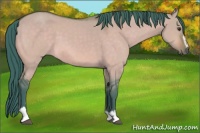Horse Color:Watercolor Buckskin Dun Sabino 
