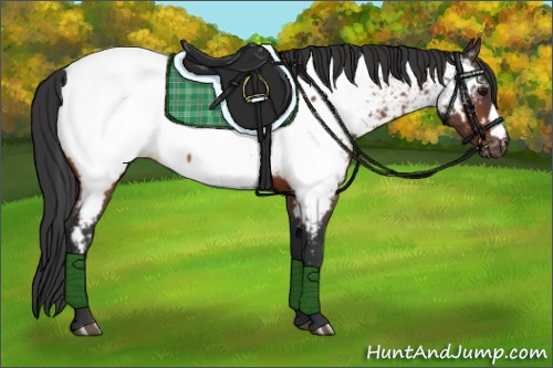 Horse Color:Bay Appaloosa 