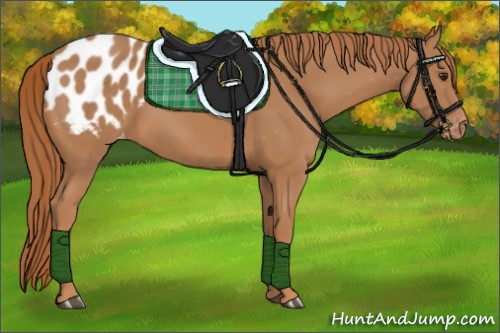 Horse Color:Chestnut Blanket 