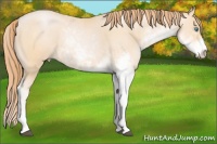 Horse Color:Buckskin Pearl Sabino 