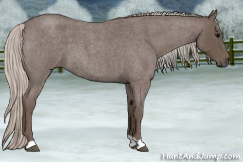 Horse Color:Silver Blue Roan 