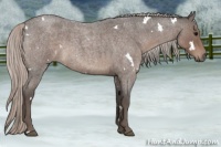 Horse Color:White Spotted Silver Blue Roan 