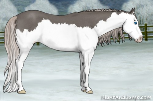 Horse Color:Silver Blue Roan Splash