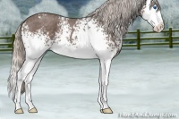 Horse Color:White Spotted Silver Blue Roan Splash 