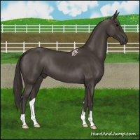 Horse Color:Smoky Black