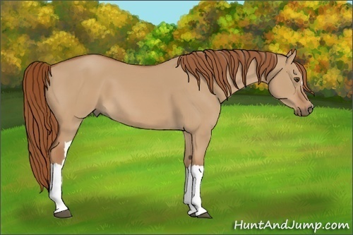 Horse Color:Red Dun 