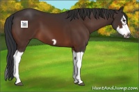 Horse Color:Brown Splash Frame 