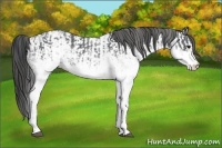 Horse Color:White Spotted Blue Roan Rabicano  and White Spotted Blue Roan Appaloosa Rabicano 