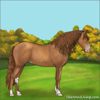 Horse Color:Gray Gold Champagne 
