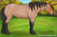 Horse Color:Bay Roan 