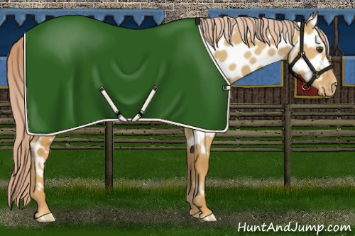 Horse Color:Palomino Dun Appaloosa 