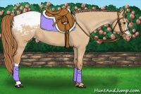 Horse Color:Red Dun Snowcap
