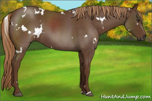 Horse Color:Gray White Spotted Red Roan
