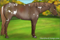 Horse Color:Gray White Spotted Red Roan 