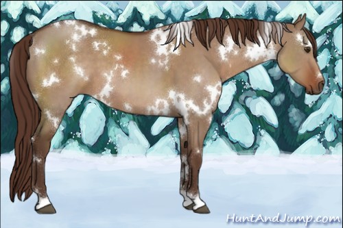 Horse Color:White Spotted Liver Red Dun 
